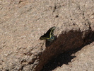 photo thumbnail #5