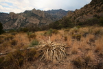 photo thumbnail #14