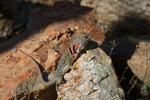 photo thumbnail #7