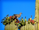 photo thumbnail #11