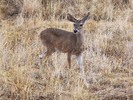 photo thumbnail #4
