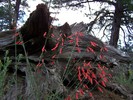 photo thumbnail #9