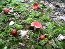 photo thumbnail #8