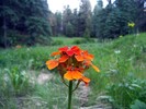photo thumbnail #4