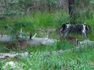 photo thumbnail #7