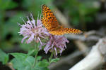 photo thumbnail #10