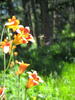 photo thumbnail #9