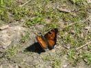 photo thumbnail #11