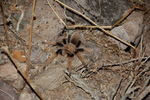 photo thumbnail #10