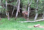 photo thumbnail #7