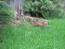 photo thumbnail #11