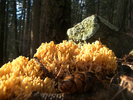 photo thumbnail #4
