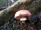 photo thumbnail #5