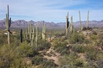 photo thumbnail #7