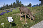 photo thumbnail #7