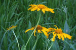 photo thumbnail #6