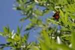 photo thumbnail #15