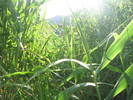 photo thumbnail #12
