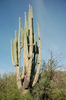 photo thumbnail #10