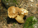 photo thumbnail #2