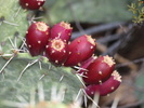 photo thumbnail #10