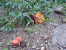 photo thumbnail #3