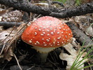 photo thumbnail #1