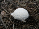 photo thumbnail #2