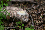 photo thumbnail #2