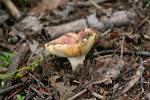photo thumbnail #3
