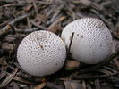 photo thumbnail #11