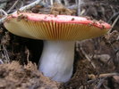 photo thumbnail #13