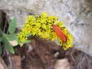 photo thumbnail #14