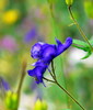 photo thumbnail #7