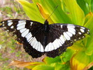 photo thumbnail #8