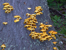 photo thumbnail #5