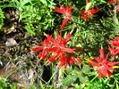 photo thumbnail #7