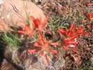 photo thumbnail #3