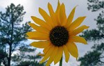 photo thumbnail #15