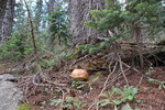 photo thumbnail #9
