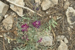 photo thumbnail #13