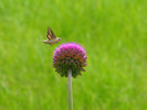 photo thumbnail #5