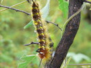 photo thumbnail #11