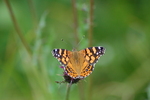 photo thumbnail #4