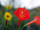 photo thumbnail #12