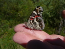 photo thumbnail #2