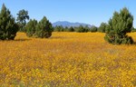 I think you probably may have guessed by now that this yellow floor was almost overwhelming; almost surreal but so exceptionnally beautiful! photo of comment