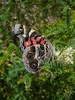 photo thumbnail #7