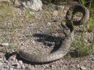 photo thumbnail #11