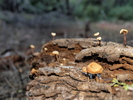 photo thumbnail #1